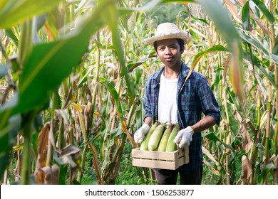 Young corn planter, He Harvesting Organic corn production - Shutterstock ID 1506253877