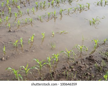 Young corn plants in a flooded field