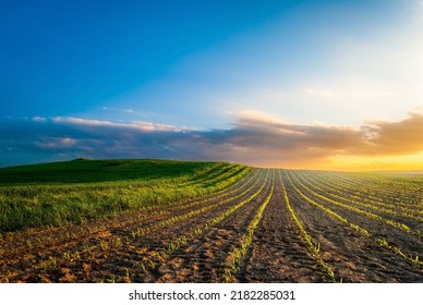 Young corn plants grow in the field. Vegetable rows, agriculture, farmlands. Landscape with agricultural land. - Shutterstock ID 2182285031