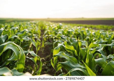 Young corn plants growing in rows with green leaves and fertile soil, an agricultural farm field at sunset