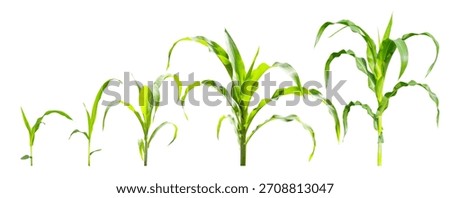 Young corn plants shown in progressive growth stages on white background with clipping path, highlighting natural development, agriculture concepts and crop cultivation for farming and educational use