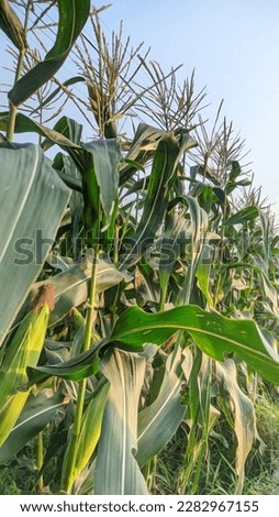 Young corn plants, taken in the afternoon this plant is called Latin Zea mays