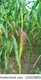 Young Corn With Red Titian Hair