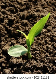 Young Corn Seedling