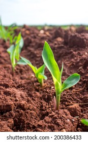 Young Corn Seedling.