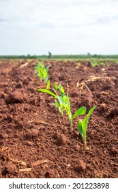 Young Corn Seedling. 