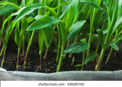 Young Corn Seedling Closeup