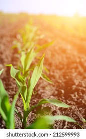 Young Corn Seedling Grows On A Sunny Day