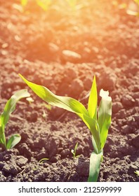 Young Corn Seedling Grows On A Sunny Day