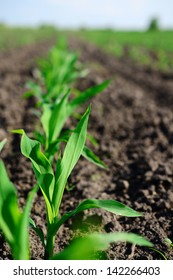 Young Corn Seedling Grows At Spring