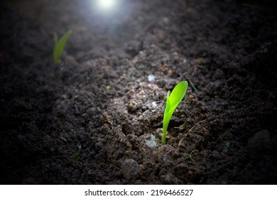 Young corn seedling seeds germinating from the soil. - Shutterstock ID 2196466527
