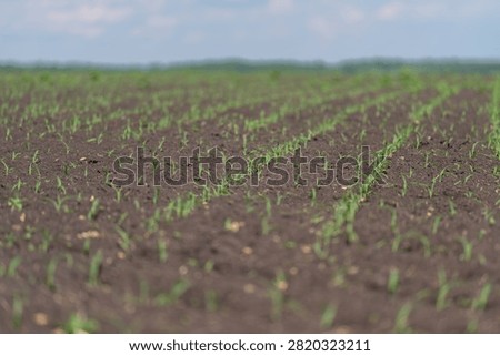 Young corn seedlings emerging in long cultivated field under soft daylight