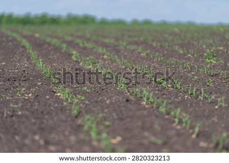 Young corn seedlings sprouting in neat rows across a freshly planted field