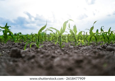 Young corn sprouting in early spring