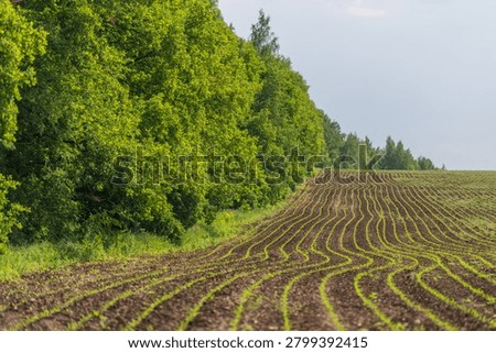 Young corn sprouts in curved rows beside a forest under soft daylight