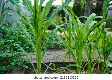 Young Corn Sprouts Grow In Rows In The Open Field. Selective Focus. Agricultural Crops In The Eco Farm