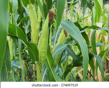 Young Corn Tree.