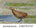 A young corncrake (crex crex) born this year