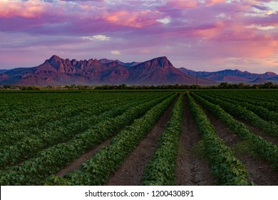 Young Cotton Fields At Sunset With Blue, Pink And Purple Skies Over Dove Mountain In Marana, Arizona. Beautiful Rows Of Green And Brown With Mountains In The Distance. Pima County, Summer Of 2018. USA