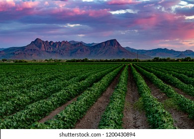 Young Cotton Fields At Sunset With Blue, Pink And Purple Skies Over Dove Mountain In Marana, Arizona. Beautiful Rows Of Green And Brown With Mountains In The Distance. Pima County, Summer Of 2018. USA