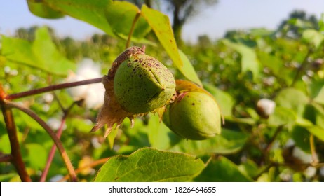 Young Cotton Plant, Close Up View