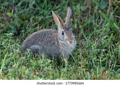 Young Cottontail Rabbit In Tall Grassy Field