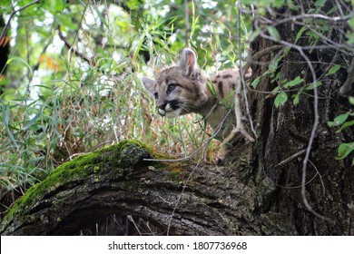 Young Cougar Cub Playing On A Log