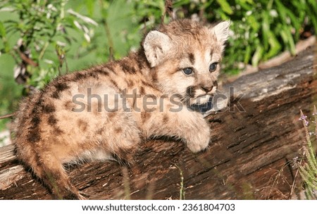 Young cougar, puma, mountain lion cub, playing on a fallen log.   Captive animal