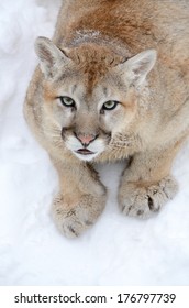 young cougar in the snow