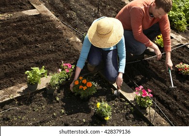 Young Couple Crouching In Their Garden And Planting Flowers