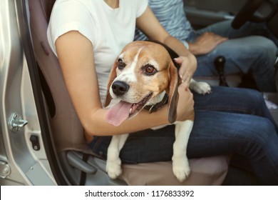 Young Couple With Cute Dog Sitting In Car