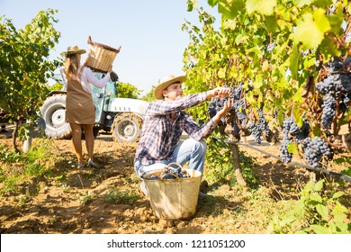 Young Couple Engaged In Cultivation Of Grapes, Picking Ripe Bunches Of Black Grapes In Vineyard

