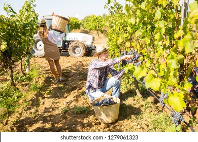 Young Couple Engaged In Cultivation Of Grapes, Picking Ripe Bunches Of Black Grapes In Vineyard

