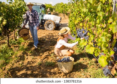 Young Couple Engaged In Cultivation Of Grapes, Picking Ripe Bunches Of Black Grapes In Vineyard

