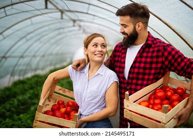 Young couple of farmers working in greenhouse, with organic bio tomato. - Powered by Shutterstock