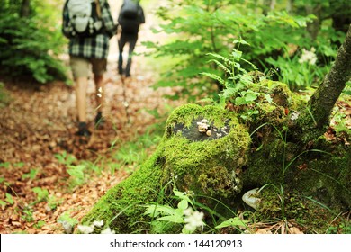 Young Couple Nordic Walking On Path In The Forest