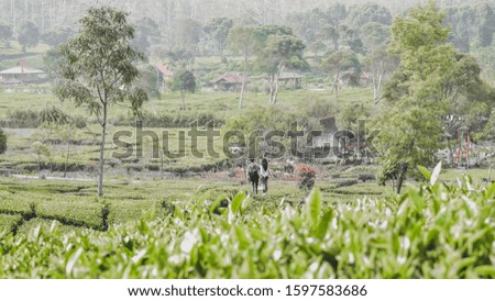 A young couple in a tea field