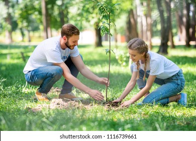 Young Couple Of Volunteers Planting New Tree In Park 