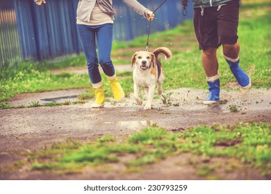 Young Couple Walk Dog In Rain. Details Of Wellies Splashing In Puddles.