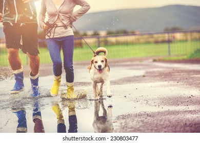 Young Couple Walk Dog In Rain. Details Of Wellies Splashing In Puddles.