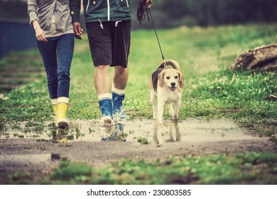 Young Couple Walk Dog In Rain. Details Of Wellies Splashing In Puddles.