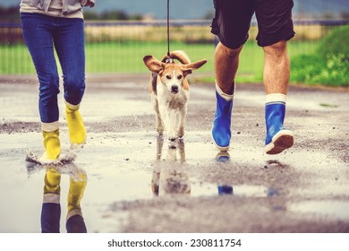 Young Couple Walk Dog In Rain. Details Of Wellies Splashing In Puddles.