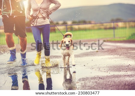 Similar – Image, Stock Photo Cute wet puppy dog with foam on head in shower