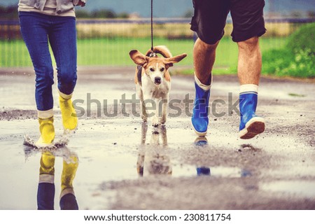 Similar – Image, Stock Photo Cute wet puppy dog with foam on head in shower