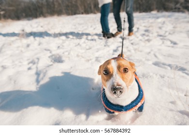 Young Couple Walking With Cute Pet Dog In Winter Park. Outside Funny Portrait  Of Jack Russell Terrier. Selective Focus On The Nose.