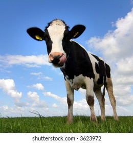 young cow against blue sky