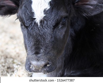 Young Cow With Black And White Markings.  Extreme Closeup.  Portrait 