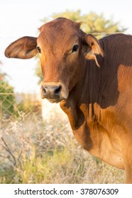 Young Cow Calf Grazing In The Meadows Of Botswana, Africa