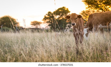 Young Cow Calf Grazing In The Meadows Of Botswana, Africa