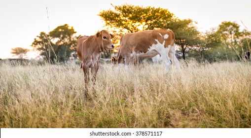 Young Cow Calf Grazing In The Meadows Of Botswana, Africa